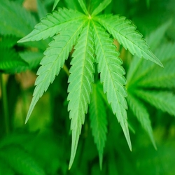 Cannabis