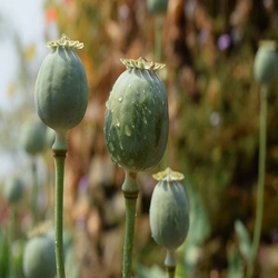 Opium