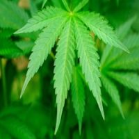 Cannabis